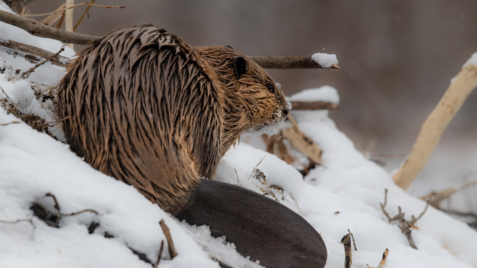 A beaver sits on a beaver lodge with snow on it's face in winter. This is from America's... [Photo of the day - June 2023]