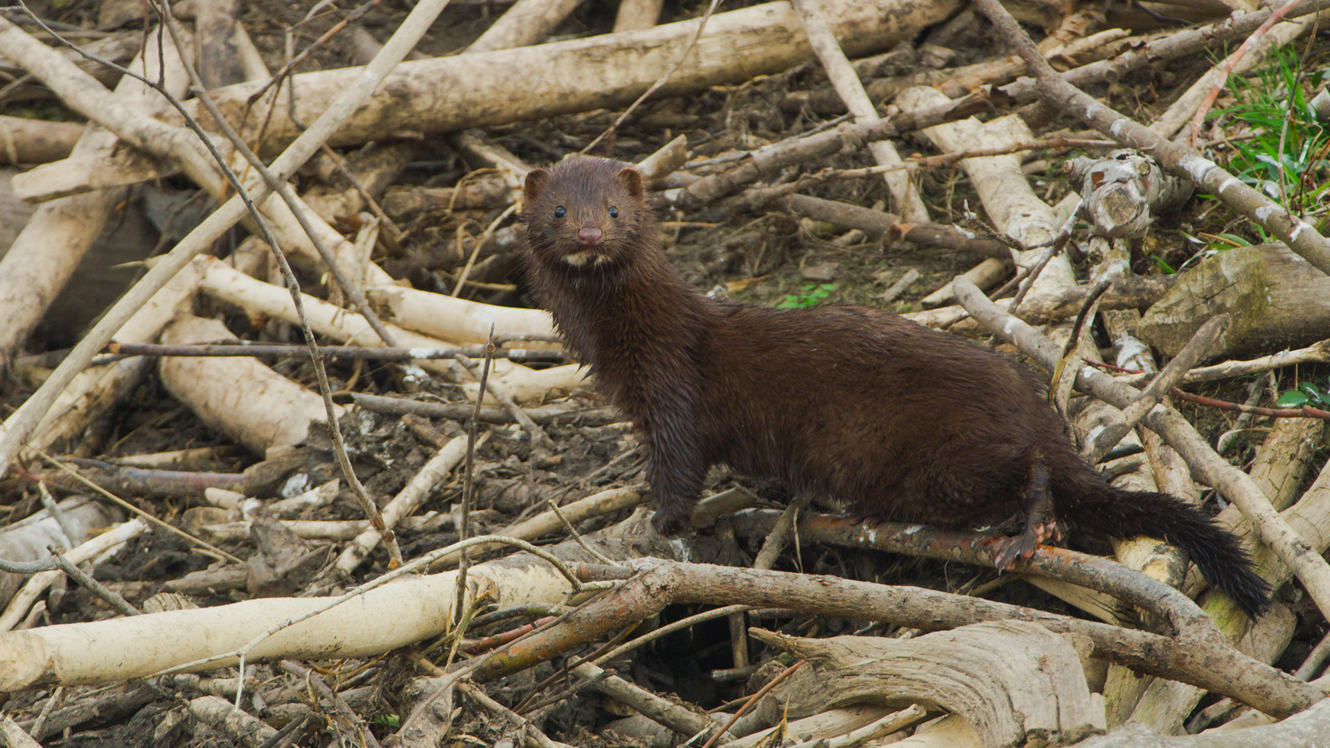 A mink stands on beaver lodge. This is from America's National Parks. [Photo of the day - June 2023]