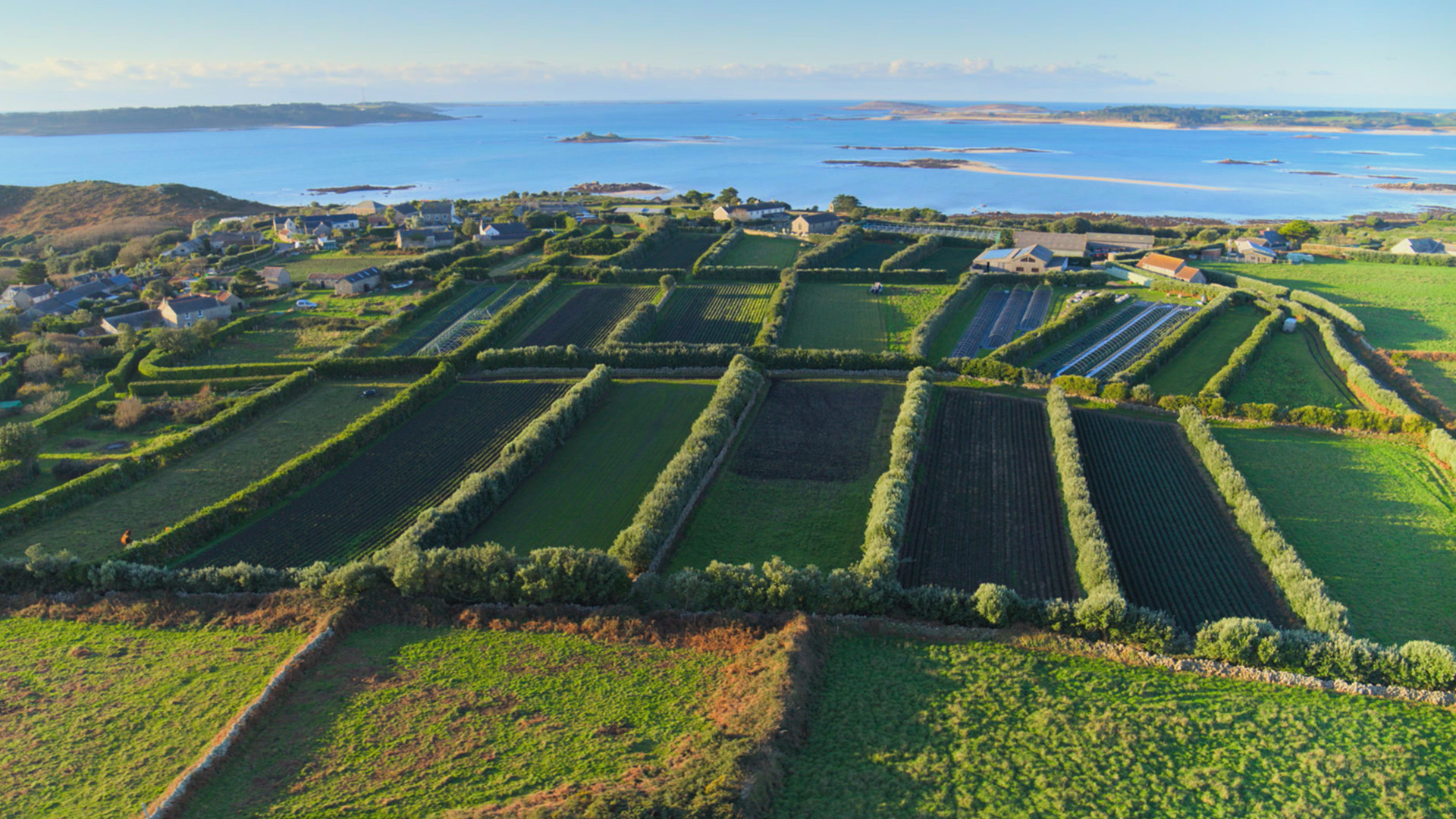 Tall hedges protect fields of fresh flowers on the Isles of Scilly.  This is from Europe From... [Photo of the day - June 2023]