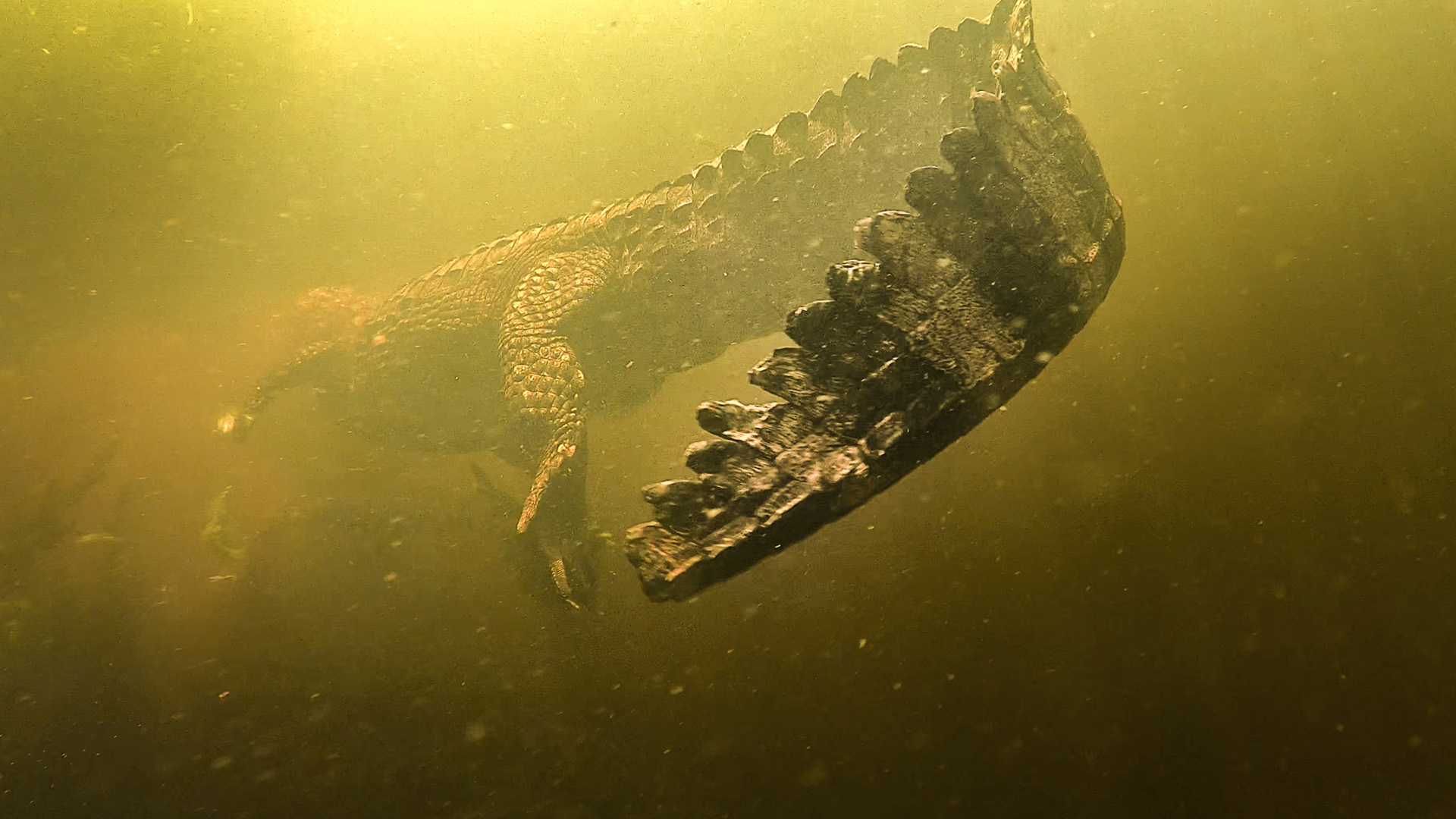 A Caiman swims through the wetlands.This is from Wild Fish. [Photo of the day - June 2023]