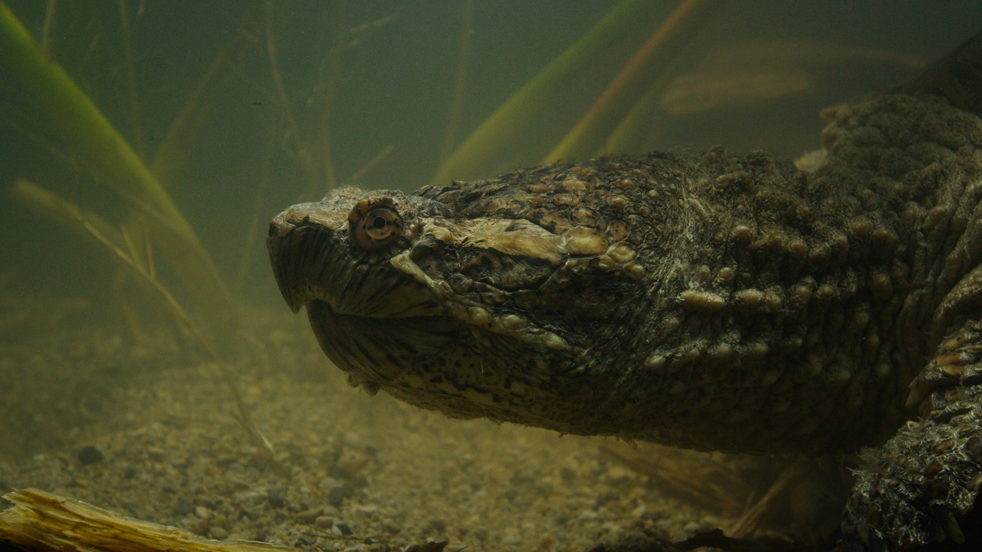 A view of a common snapping turtle underwater. This is from America's National Parks. [Photo of the day - June 2023]