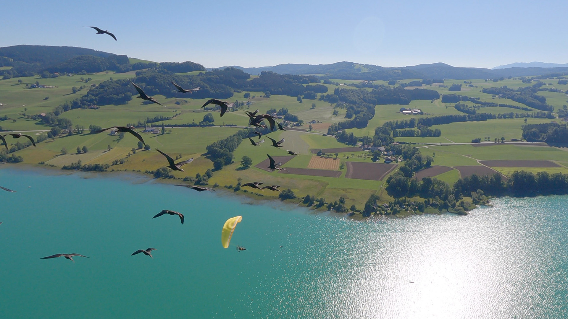 Migrating northern bald ibis are pictured from a microlight aircraft in Wallersee, Austria. This... [Photo of the day - June 2023]