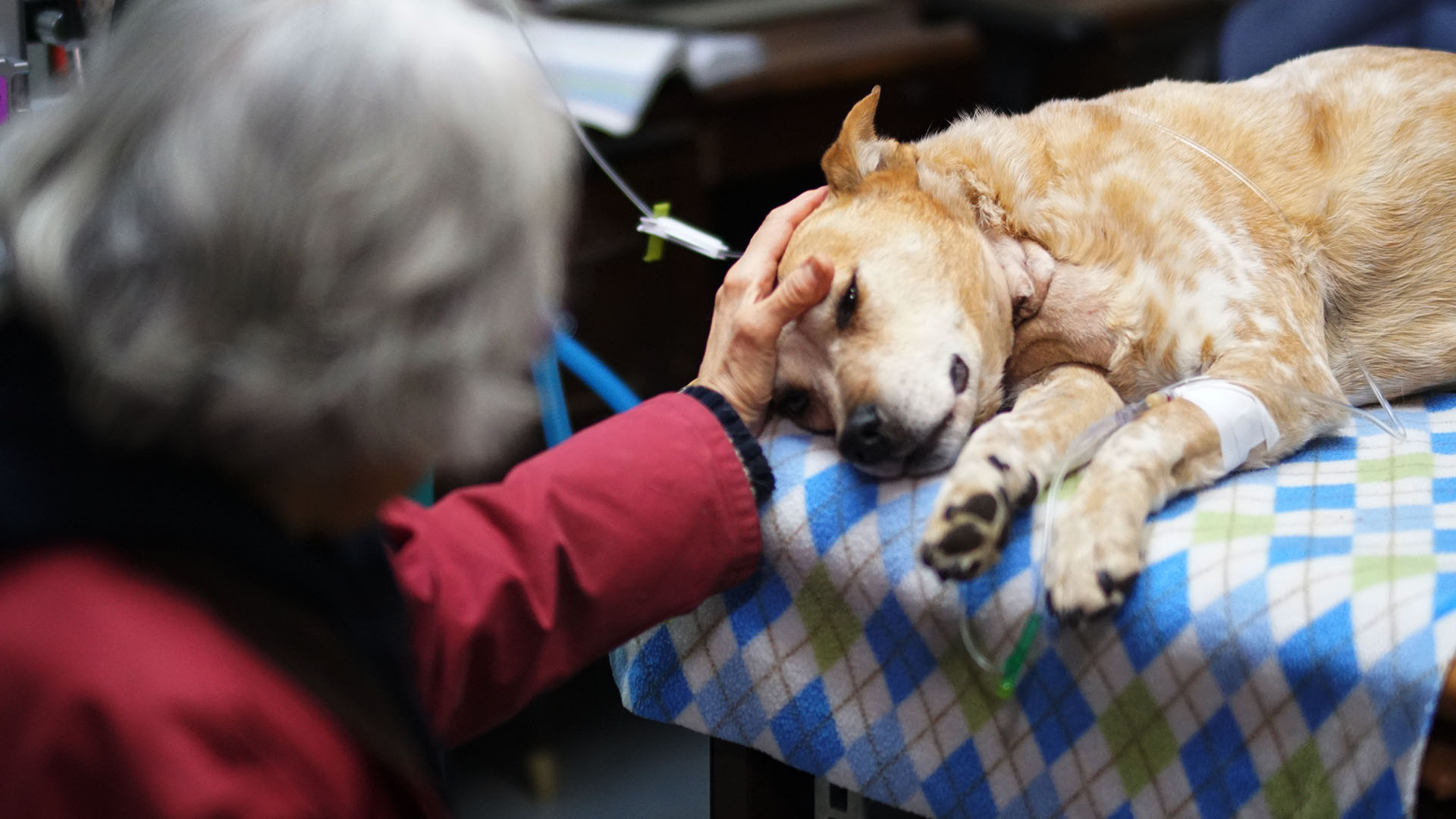 Suki the dog is given some TLC from her owner, Evelyn Vignola. This is from Dr. Oakley, Yukon Vet. [Photo of the day - July 2023]