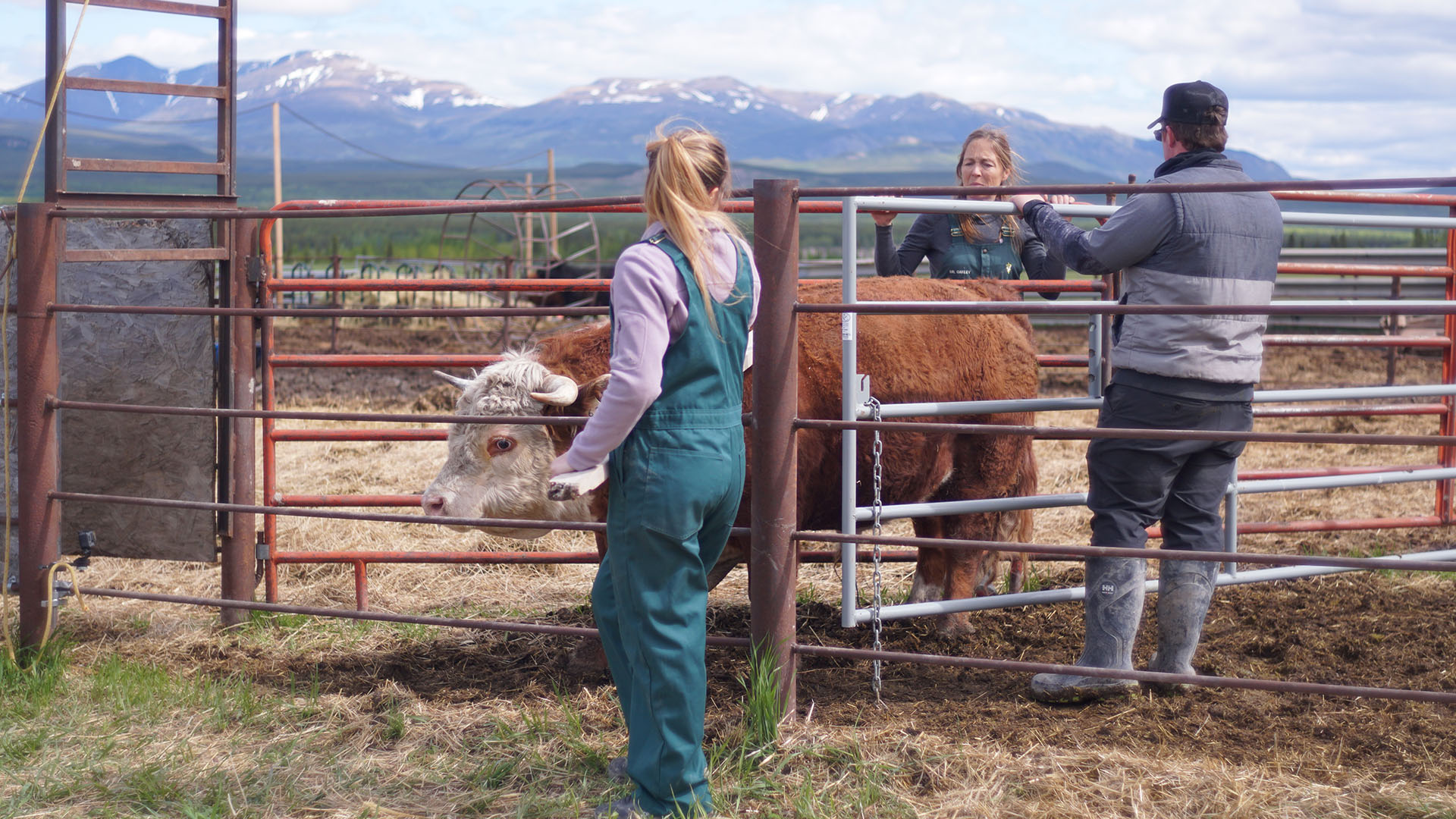 Dr. Michelle Oakley and Sierra Oakley help Cody Hurlburt during a farm visit. This is from Dr.... [Photo of the day - July 2023]