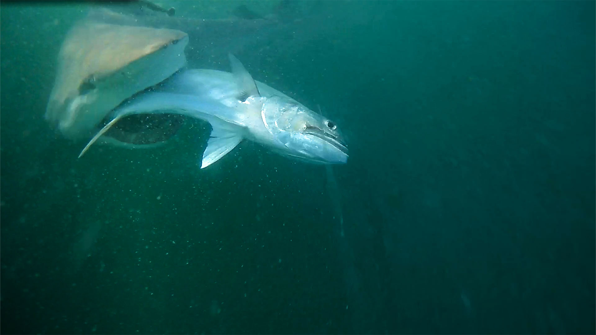 Spydro camera image of a bull shark stealing a fish on the team's line. This is from Bull Sharks... [Photo of the day - July 2023]