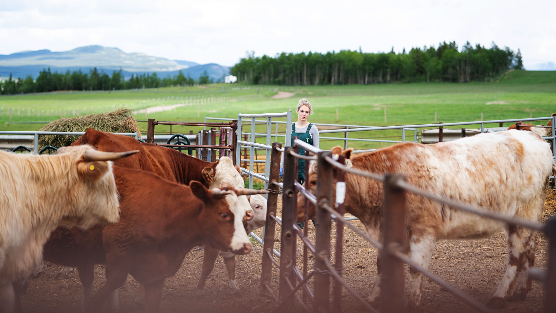Maya Oakley watches the herd of cattle. This is from Dr. Oakley, Yukon Vet. [Photo of the day - July 2023]