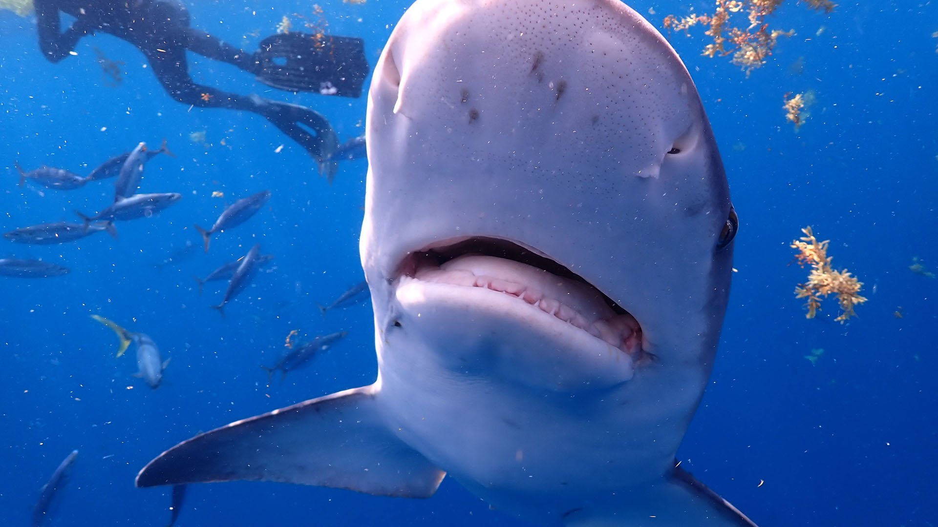 A tiger shark gets close to the camera. This is from Sharks Vs Dolphins: Bahamas Battleground. [Photo of the day - July 2023]