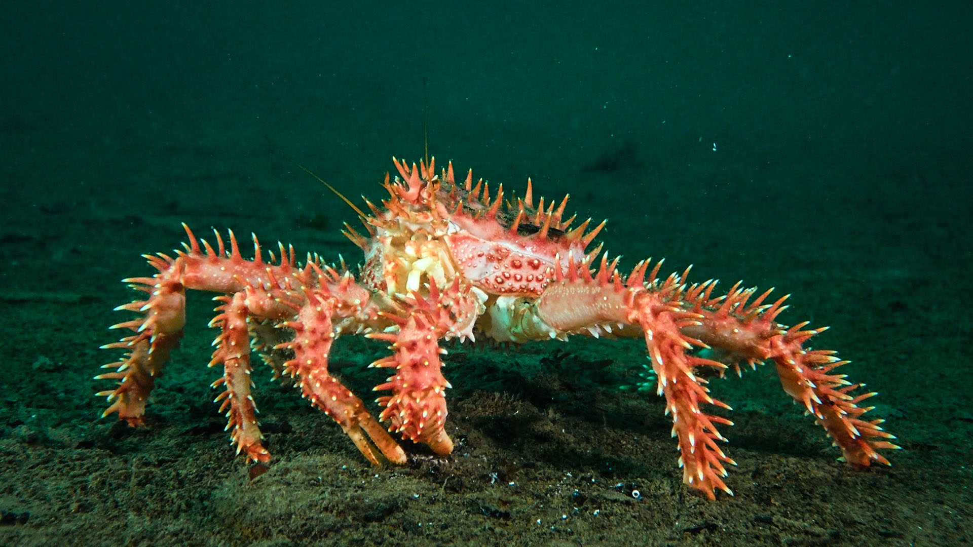 With a diameter of over one meter (around 3 feet), the southern king crab is a giant among... [Photo of the day - August 2023]