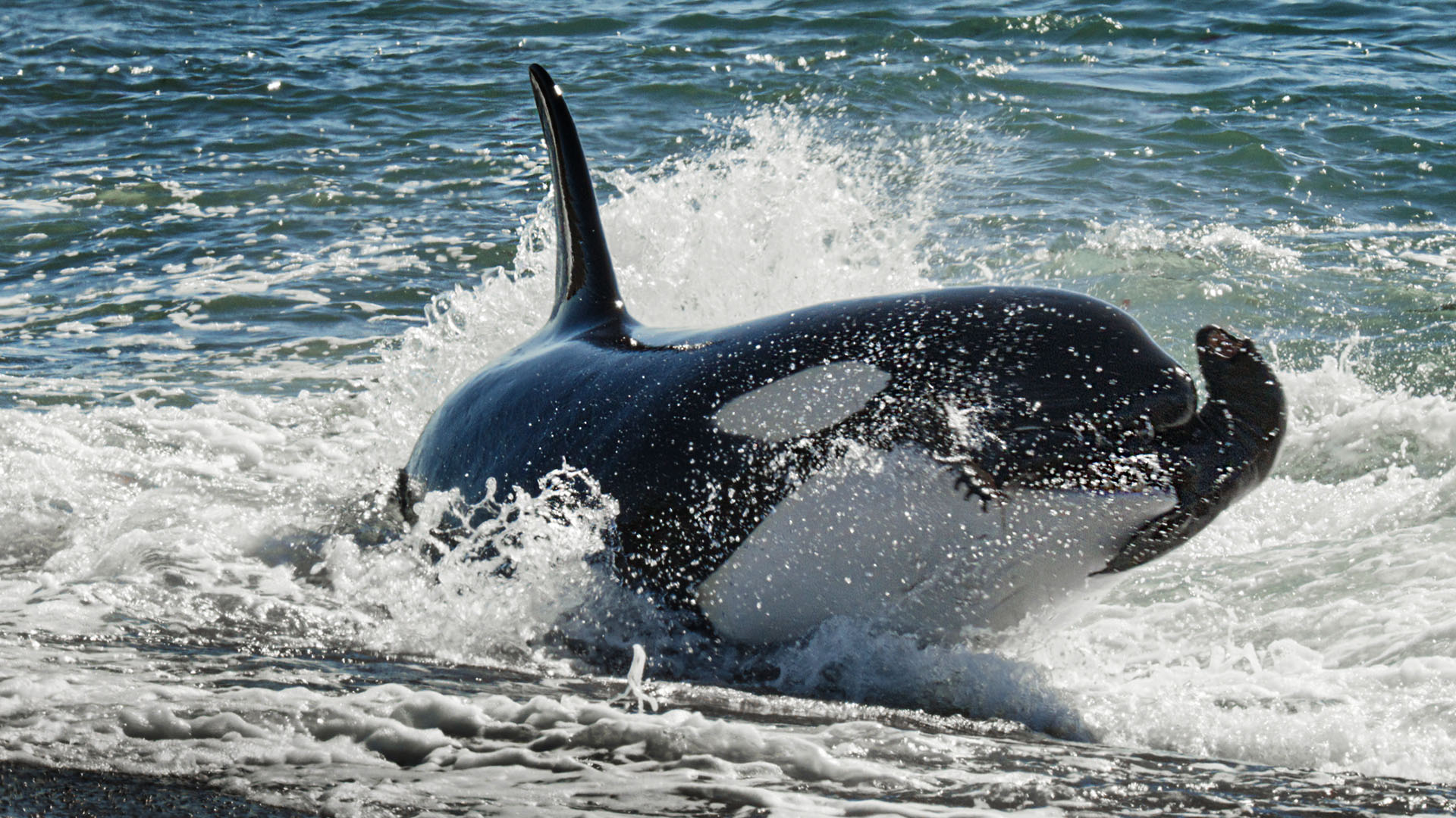 On Argentina's coast, orcas prey on young sea lions.  This is from Wild Argentina. [Photo of the day - August 2023]