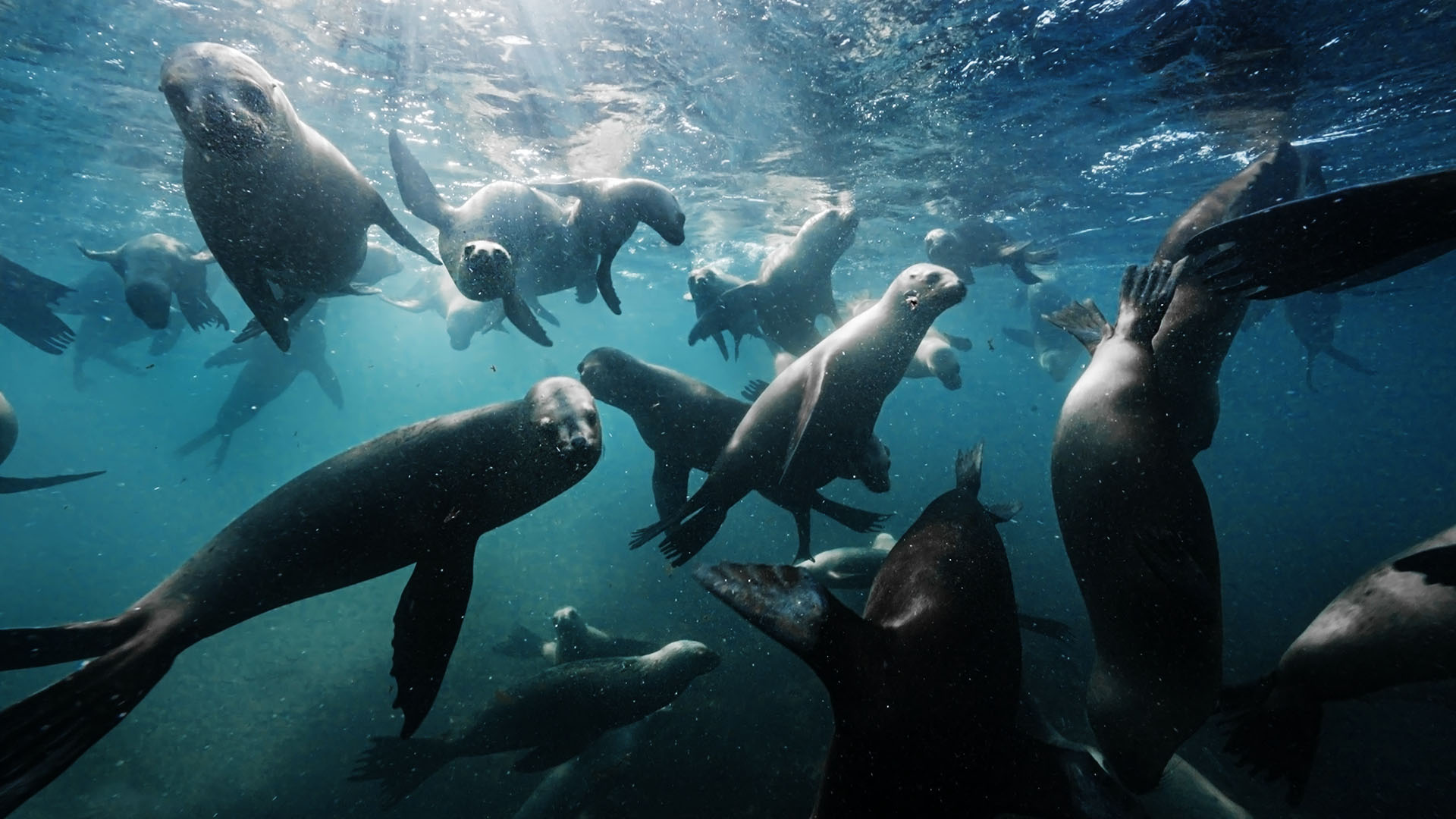 As ponderous as they are on land, sea lions move gracefully in the water. This is from Wild... [Photo of the day - August 2023]