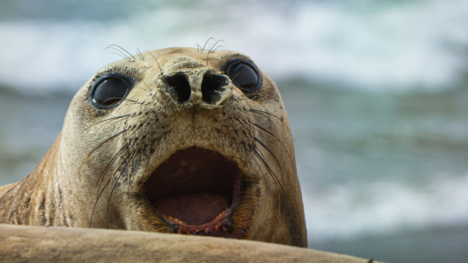 Southern elephant seals are drawn to Argentina's coast to give birth to their young. This is... [Photo of the day - August 2023]