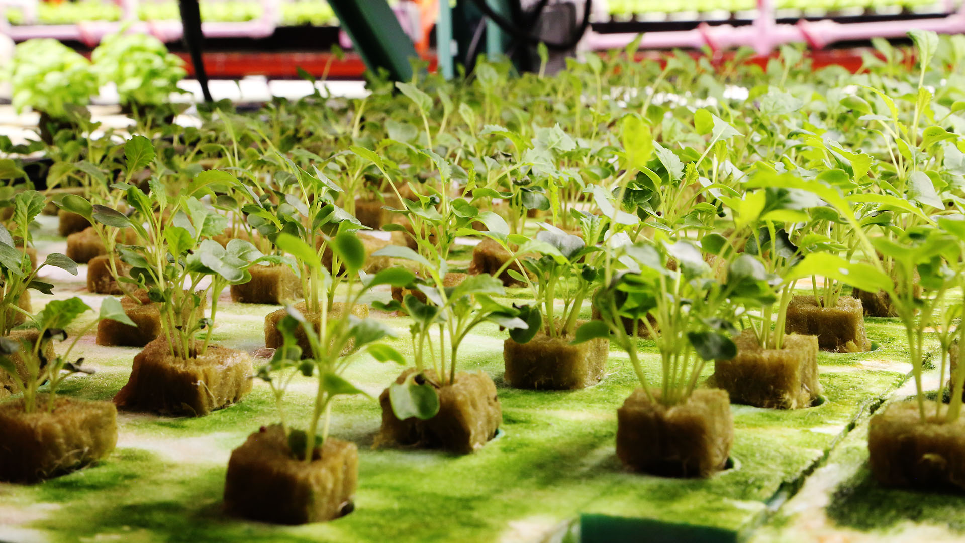 A view of basil growing indoors. This is from Farm Dreams. [Photo of the day - August 2023]