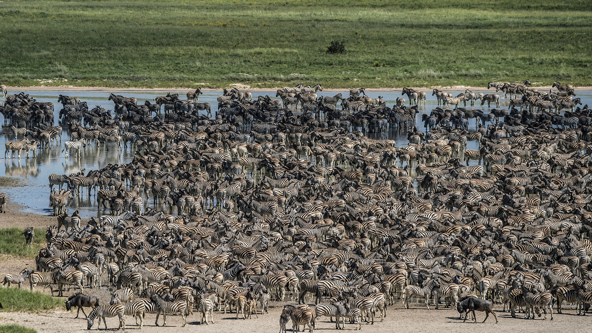 A large herd of Zebra at the end of their migration to the lush grazing and water of the... [Photo of the day - September 2023]