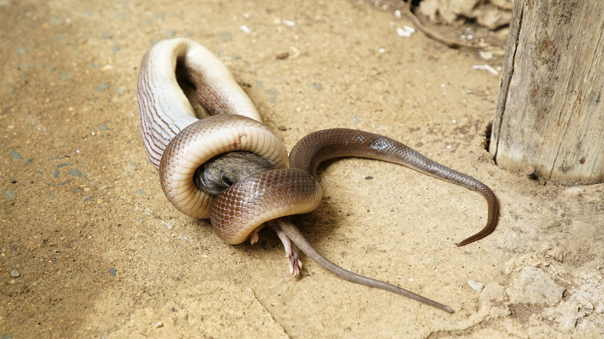 A brown house snake (Boaedon capensis) in the process of constricting and ingesting a rat.  This... [Photo of the day - September 2023]