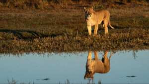 A lioness makes sure it is safe... [Photo of the day - 21 SEPTEMBER 2023]