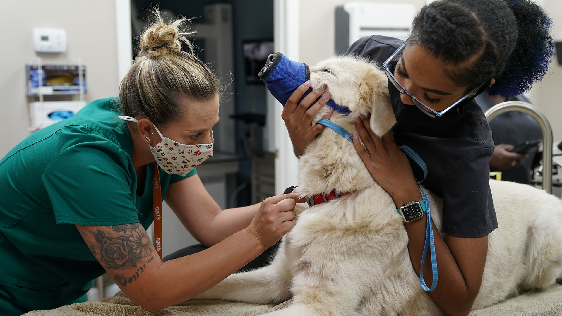 Vet Tech Jordan draws a blood sample from a white dog as Vet Tech Darrie constrains it in the... [Photo of the day - September 2023]