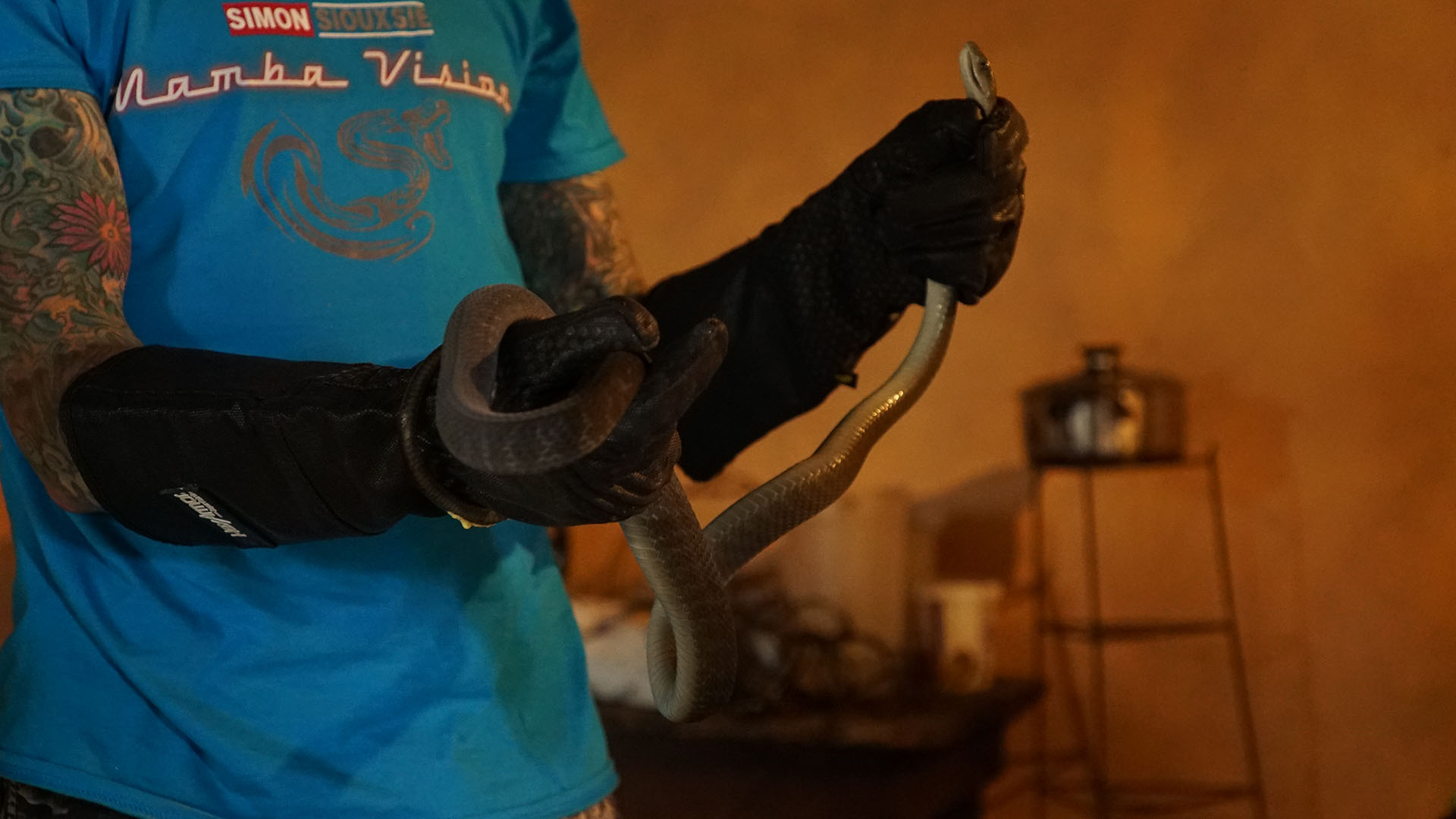 Expert Simon Keys carefully holds Africa's longest venomous snake, a Black Mamba (Dendroaspis... [Photo of the day - September 2023]