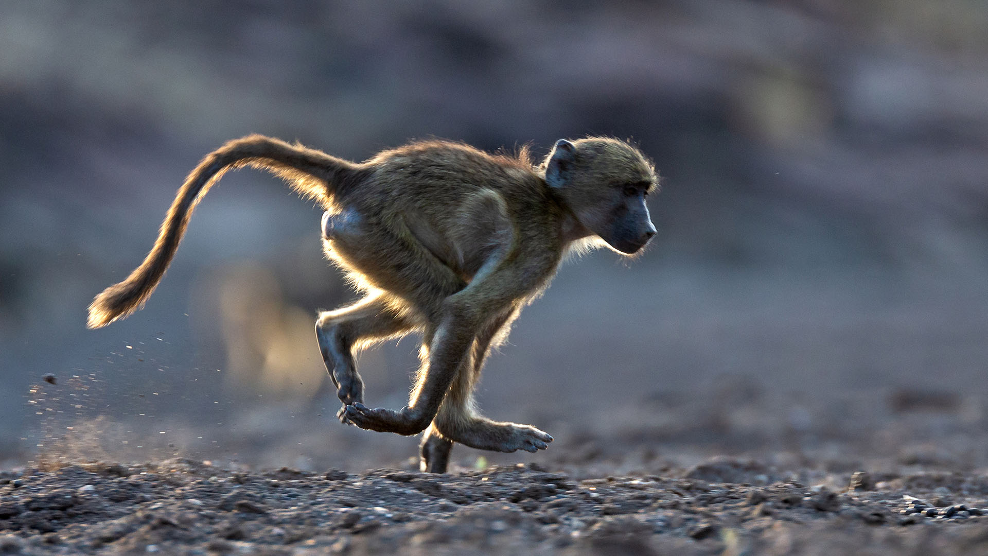 A baby chacma baboon running. This is from The Wild Sides. [Photo of the day - October 2023]