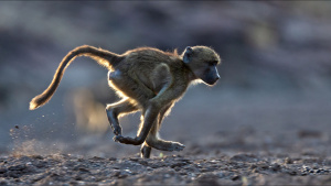 A baby chacma baboon running. This... [Photo of the day -  4 OCTOBER 2023]