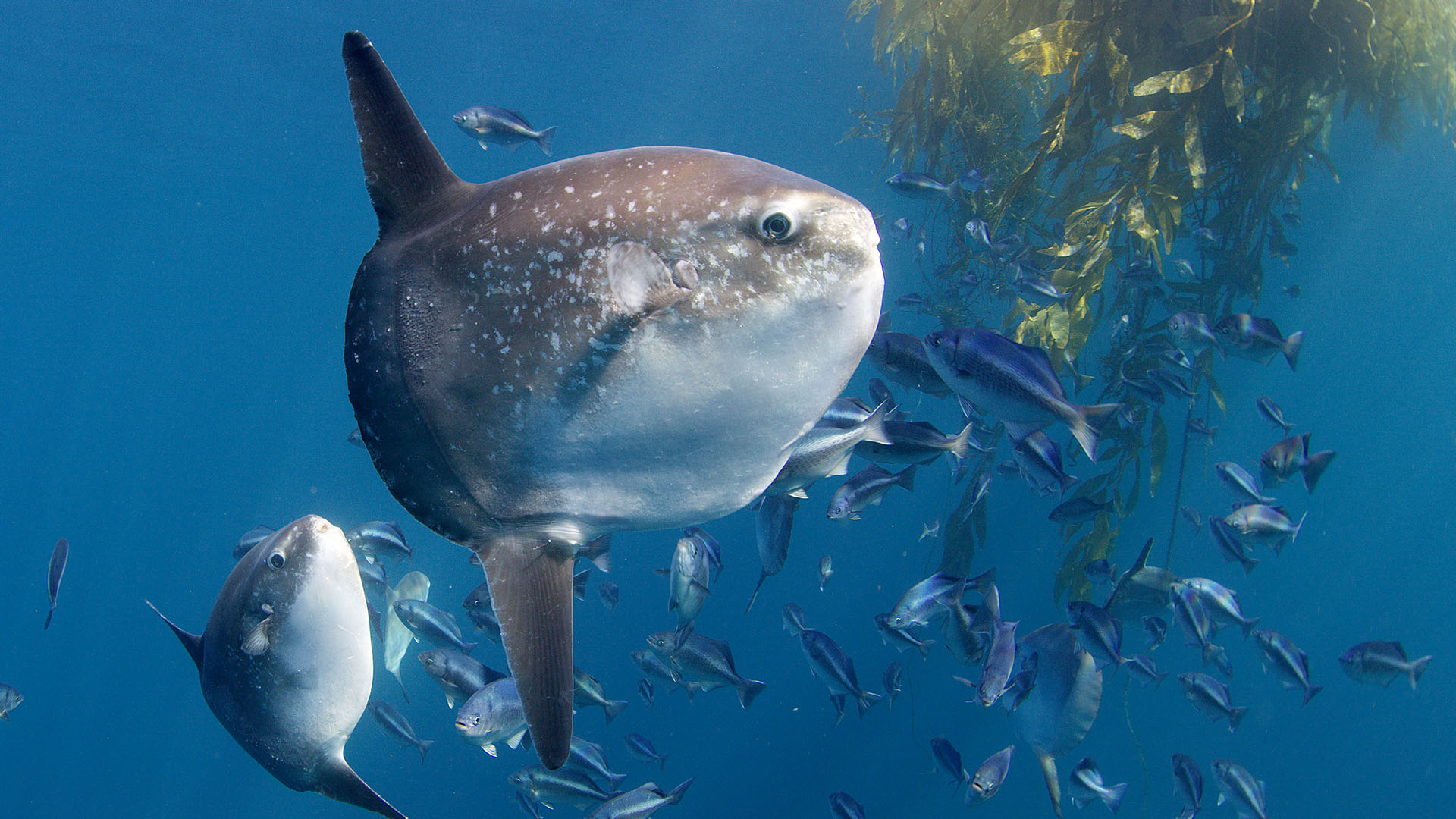 Mola mola under kelp paddy.  This is from Sould of the Ocean. [Photo of the day - October 2023]