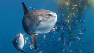 Mola mola under kelp paddy.  This is... [Photo of the day -  5 OCTOBER 2023]