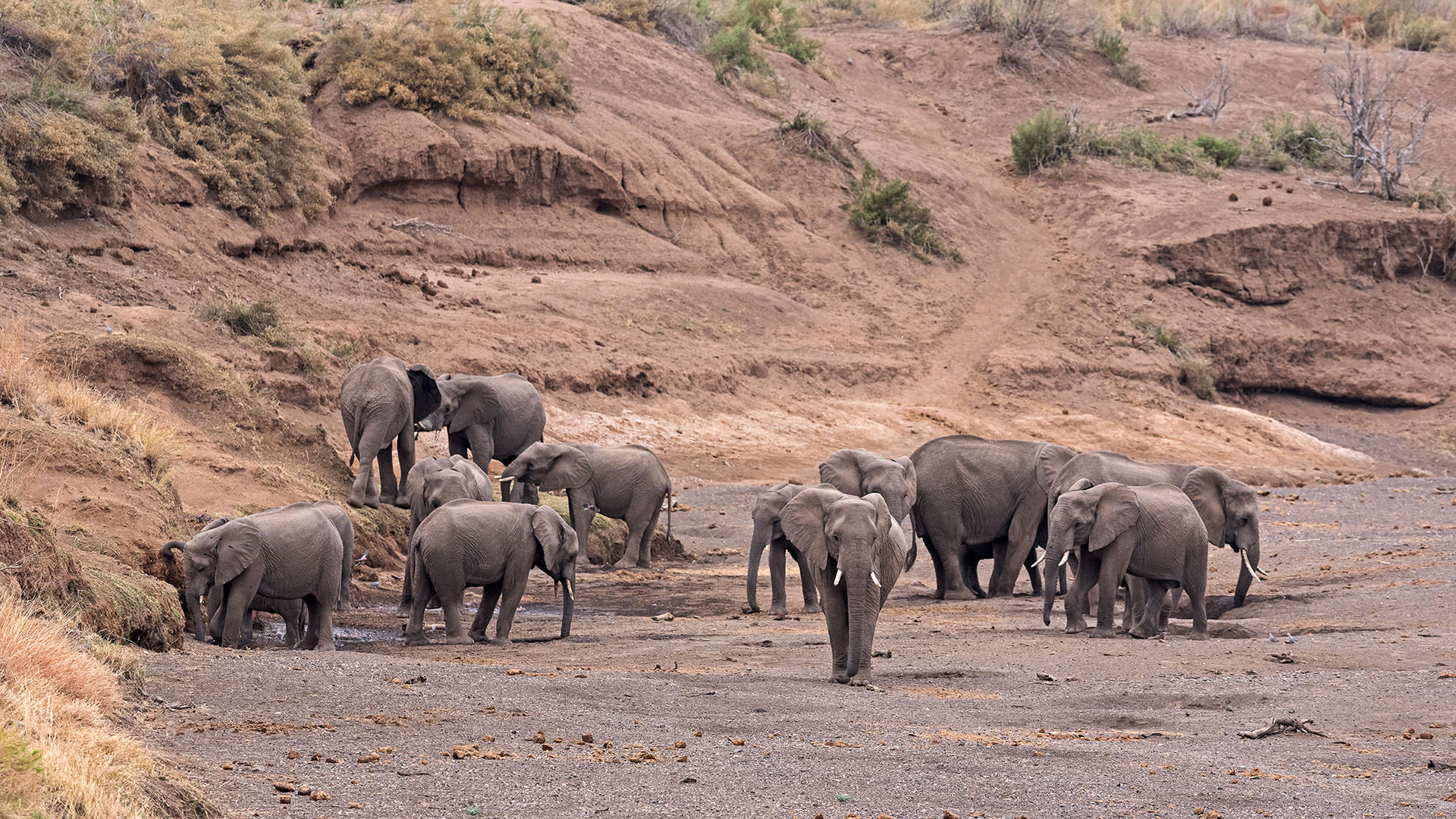 Elephants digging holes in the riverbed. This is from The Wild Sides. [Photo of the day - October 2023]