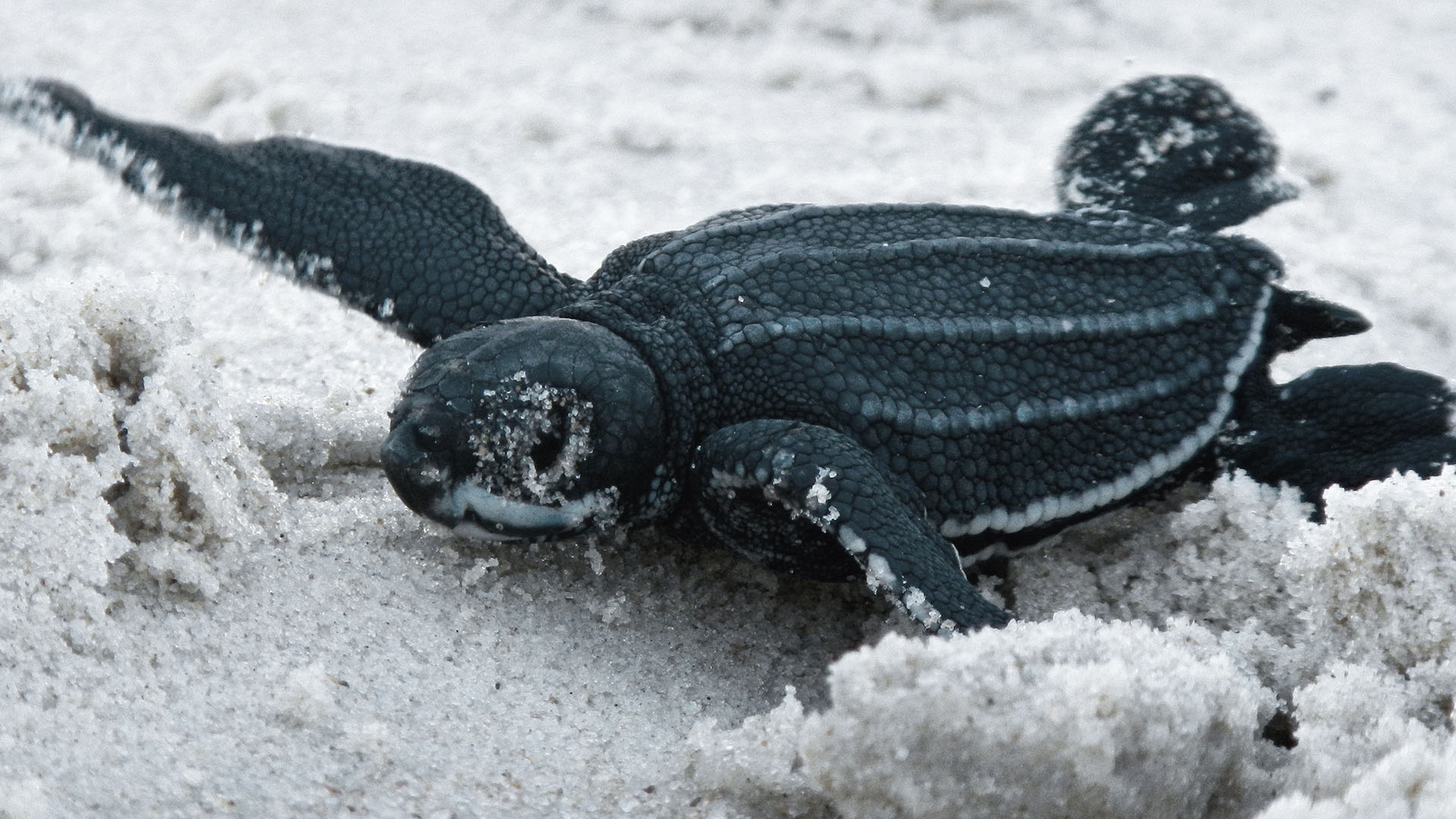 Gabon - Freshly hatched Leatherback Sea Turtles (Dermochelys coriacea) navigate with the help of... [Photo of the day - October 2023]