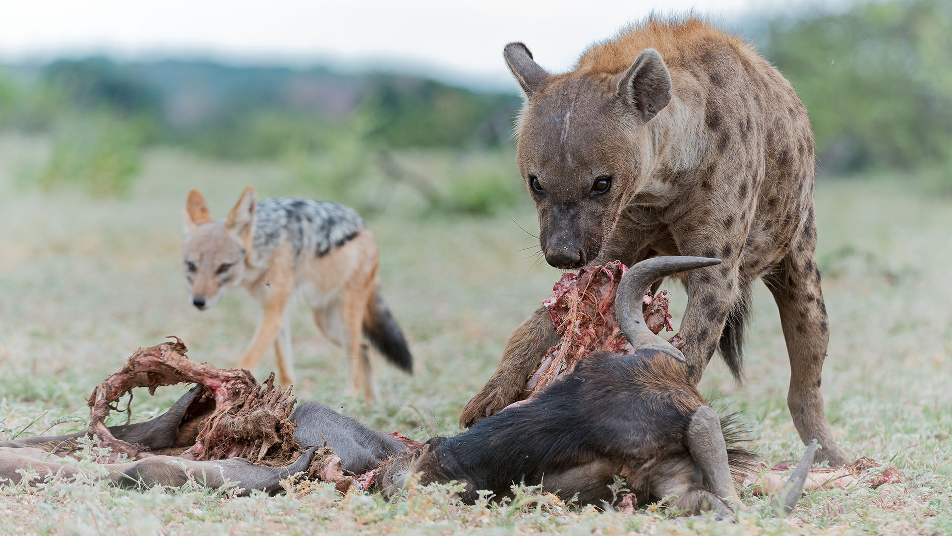 A hyena and jackal tearing at wildebeest carcass. This is from The Wild Sides. [Photo of the day - October 2023]