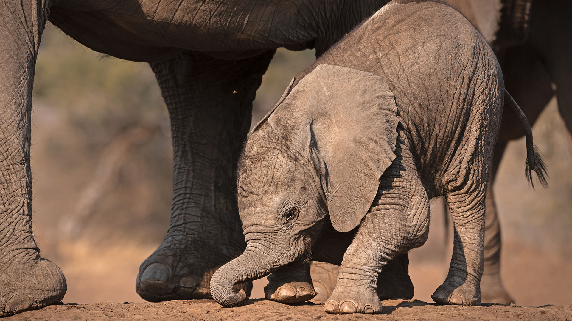 A baby elephant standing up using its tiny trunk to assist. This is from The Wild Sides. [Photo of the day - October 2023]