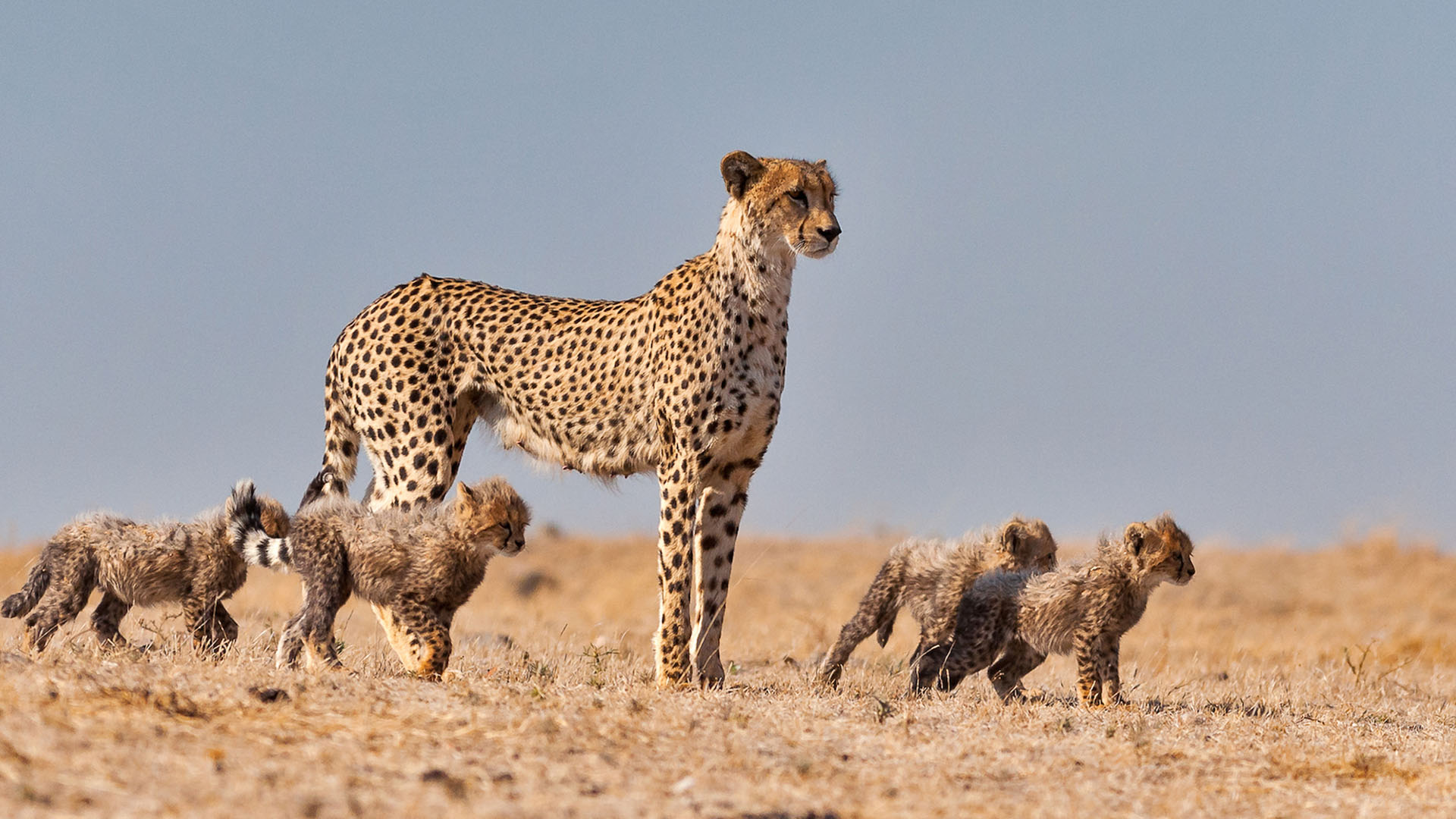 A mother cheetah stands with four cubs. This is from The Wild Sides. [Photo of the day - October 2023]