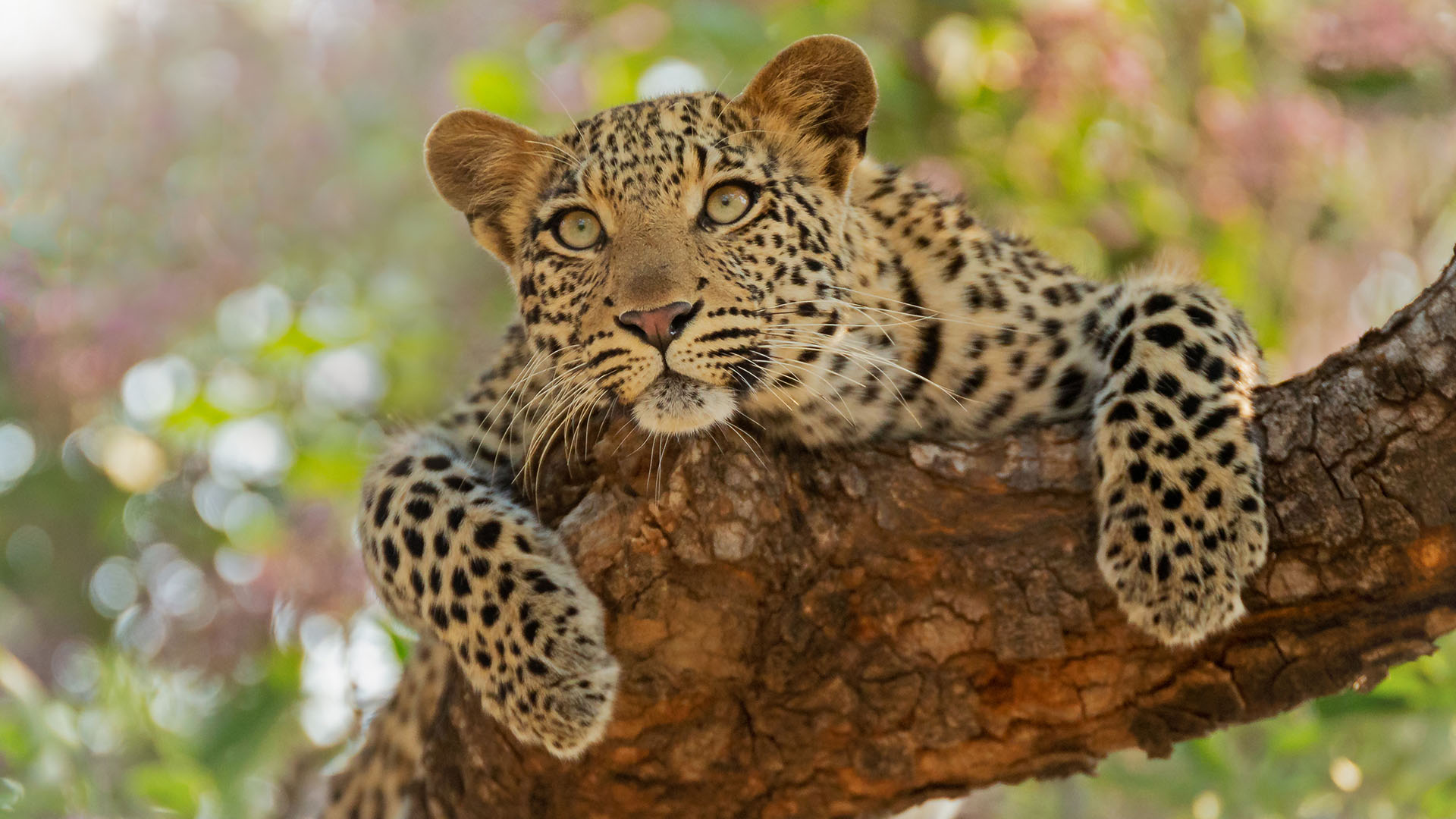 A leopard laying on tree branch staring intently towards something off screen. This is from The... [Photo of the day - October 2023]