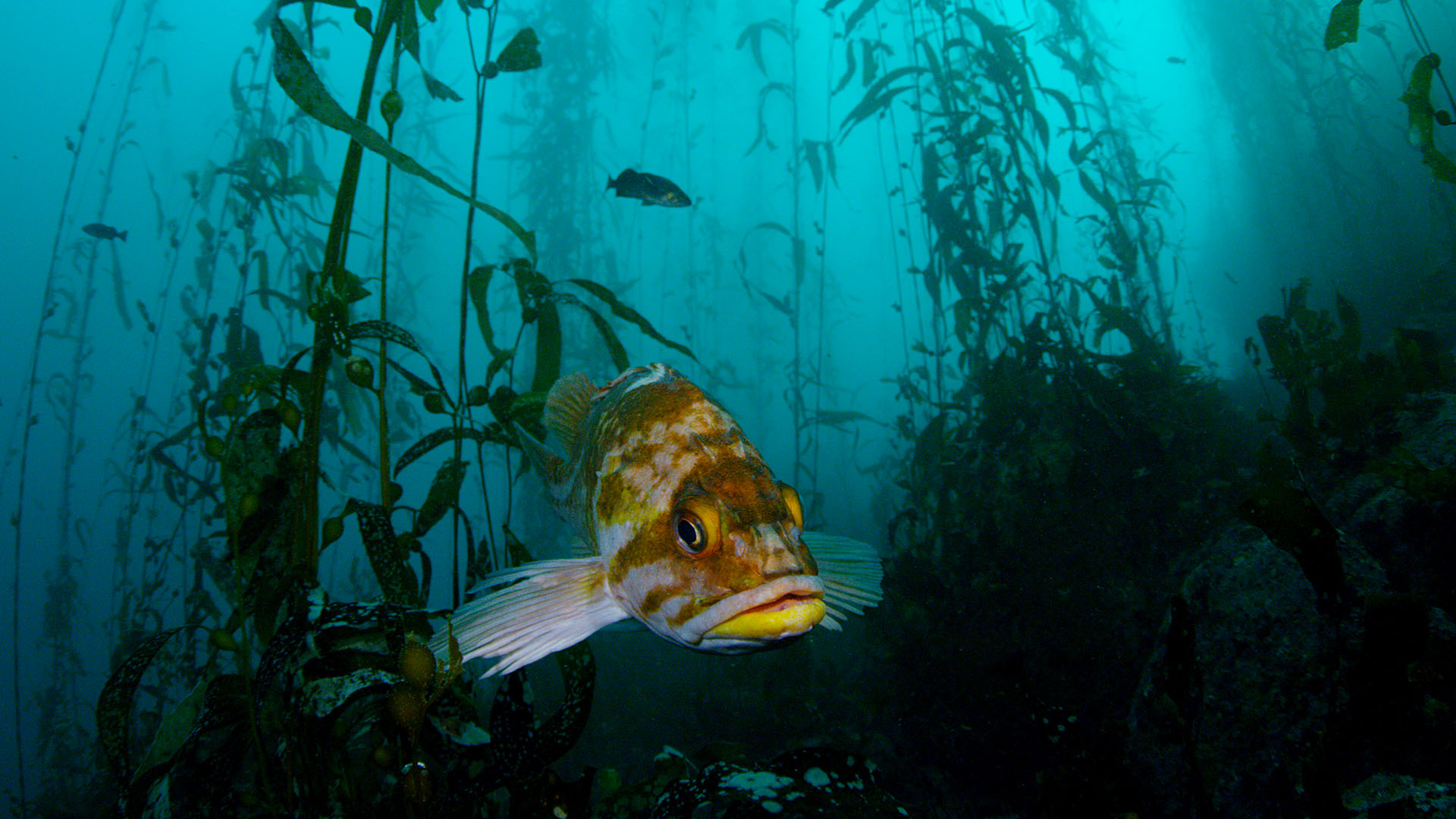A rock fish in kelp forest. This is from Sould of the Ocean. [Photo of the day - October 2023]