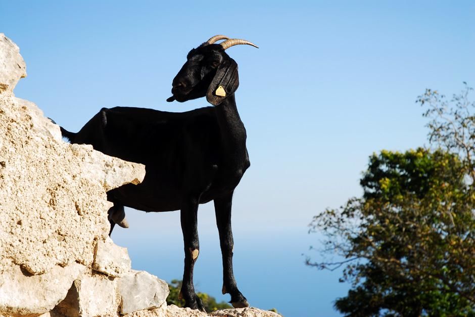 Goats on Italy's cliffside. This image is from David Rocco's Amalfi Getaway. [Photo of the day - September 2012]