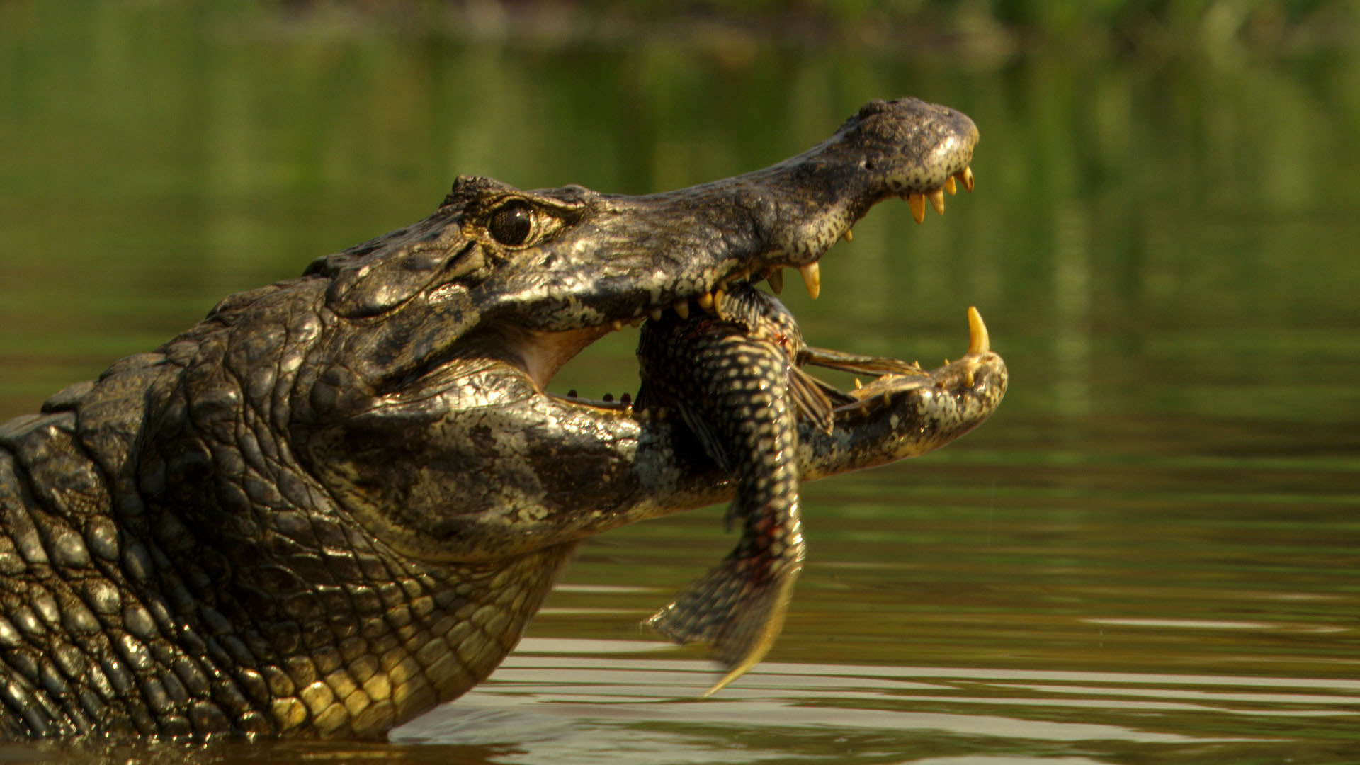 Caiman (Caimaninae) are dangerous hunters. While wrestling with a Jaguar, they themselves... [Photo of the day - October 2023]
