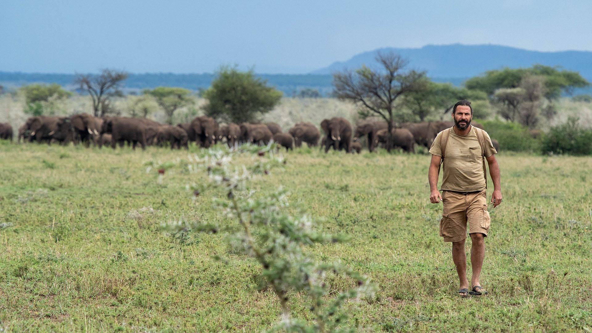 Hazen Audel walking with a herd of elephants behind.  This is from Primal Survivor: Extreme... [Photo of the day - November 2023]