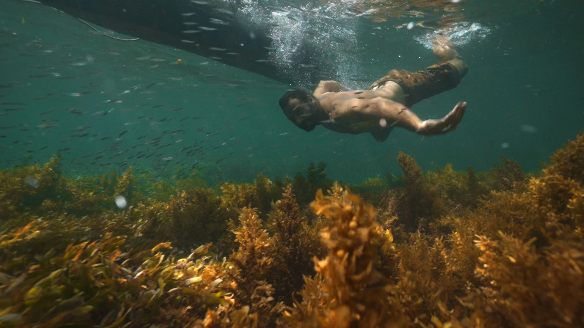 Hazen Audel swimming under water alongside fish as he looks for lobsters. This is from Primal... [Photo of the day - November 2023]