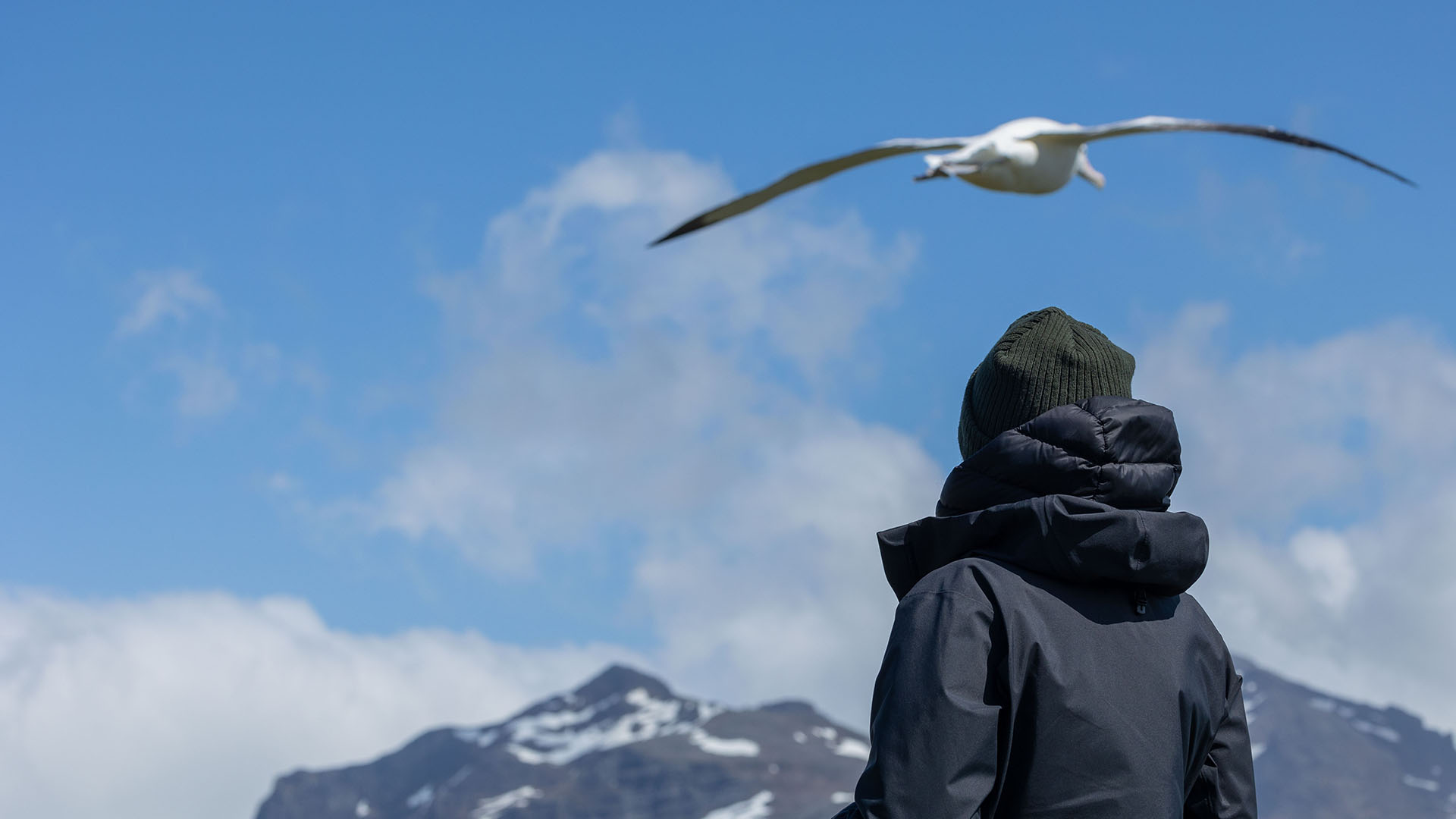 Assistant Producer Holly Harrison watches an albatross in flight. This is from Incredible Animal... [Photo of the day - November 2023]