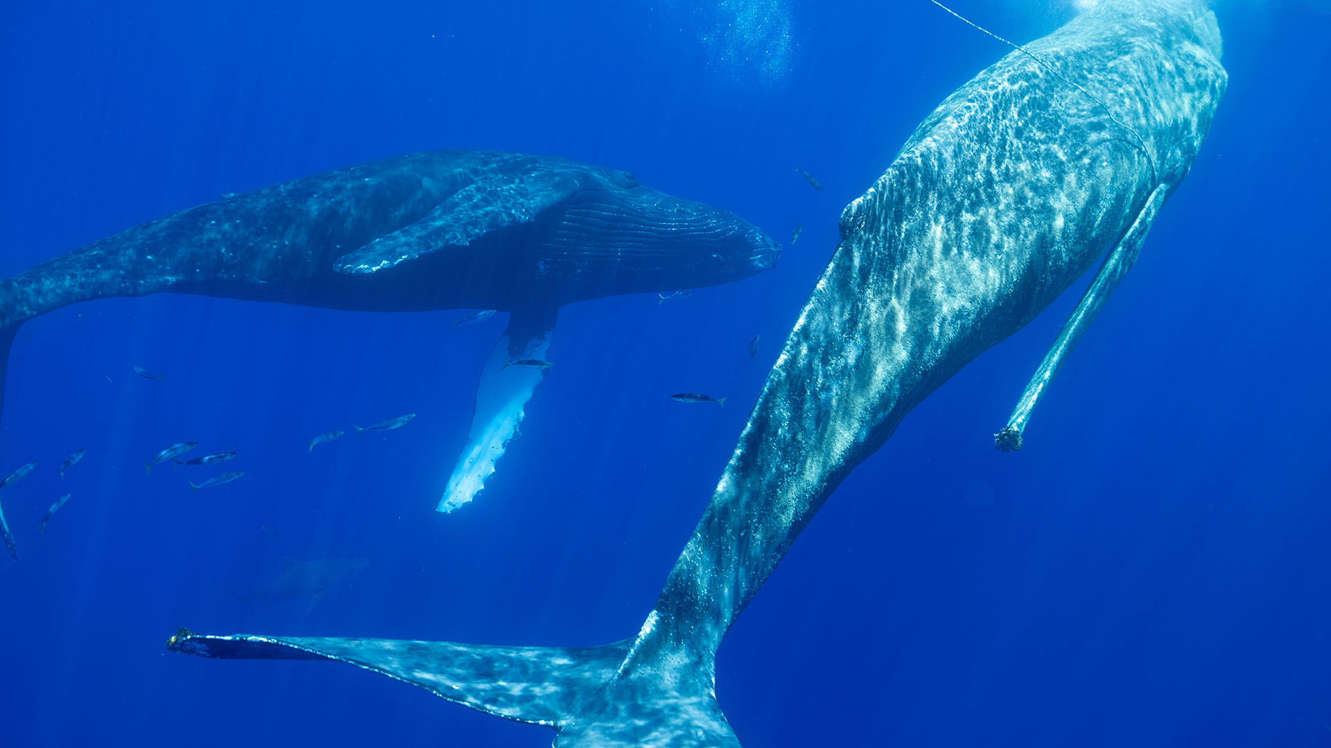 An entangled humpback whale is comforted by another humpback whale. This is from Incredible... [Photo of the day - November 2023]
