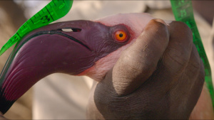 A flamingo being measured. This is... [Photo of the day - 26 NOVEMBER 2023]