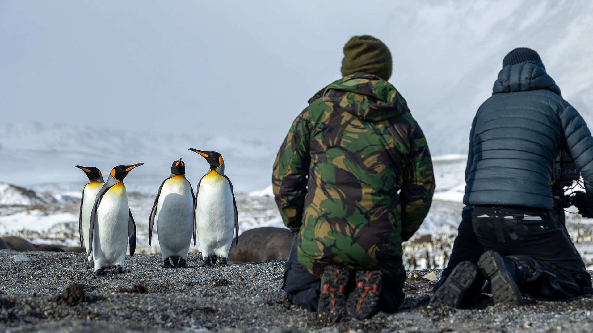 Producer Director Anthony Pyper and Camera Operator Miguel Willis film King Penguins. This is... [Photo of the day - November 2023]