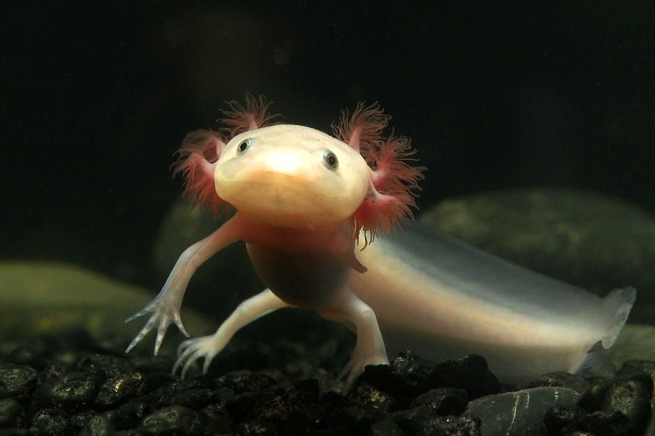 New York, NY: Sally, an axolotl salamander is begininng to form a blastema, a cluster of stem... [Photo of the day - September 2012]