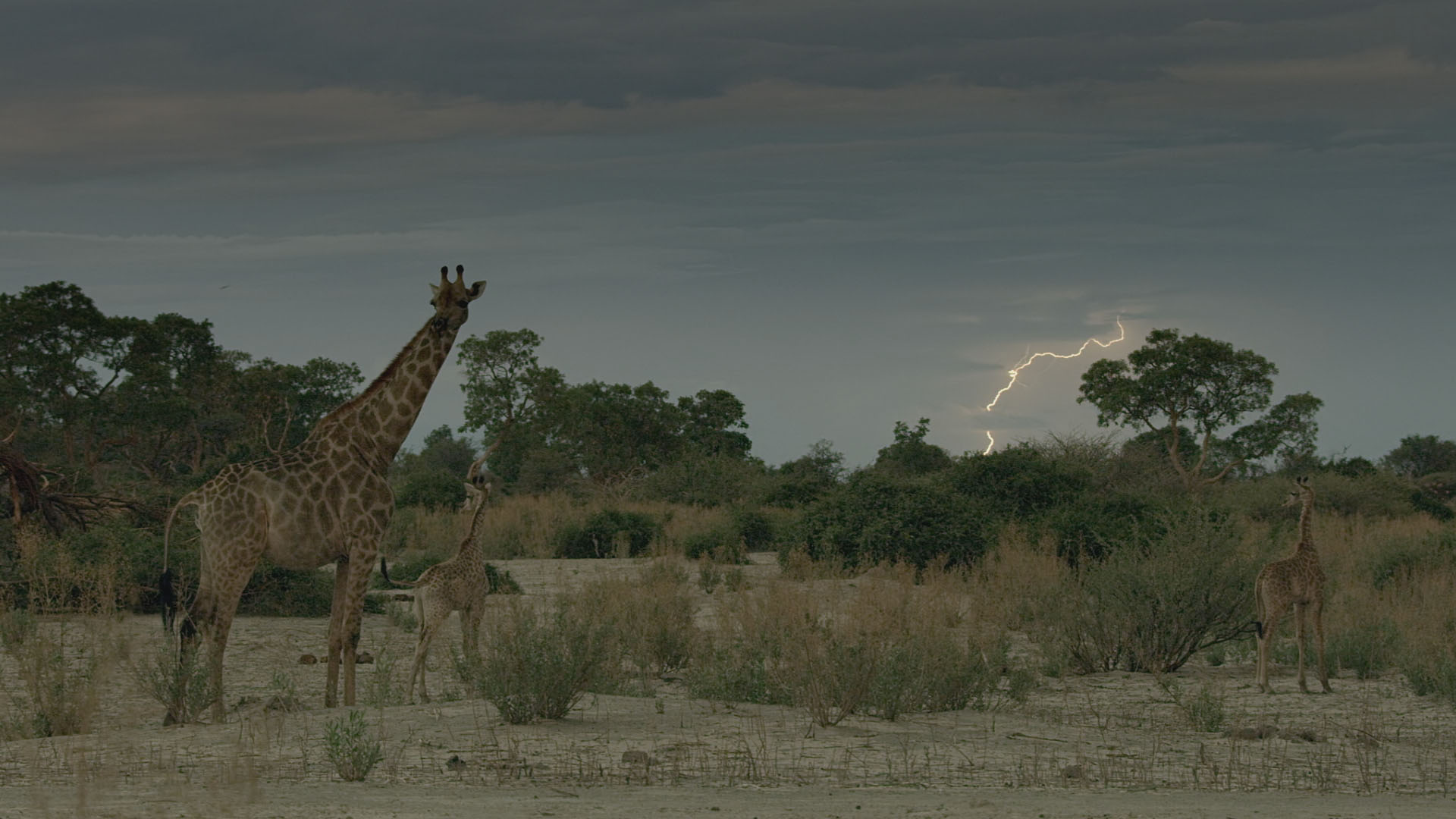 Lightning behind giraffes. This is from Savage Kingdom [Photo of the day - December 2023]