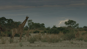 Lightning behind giraffes. This is... [Photo of the day -  2 ديسمبر 2023]