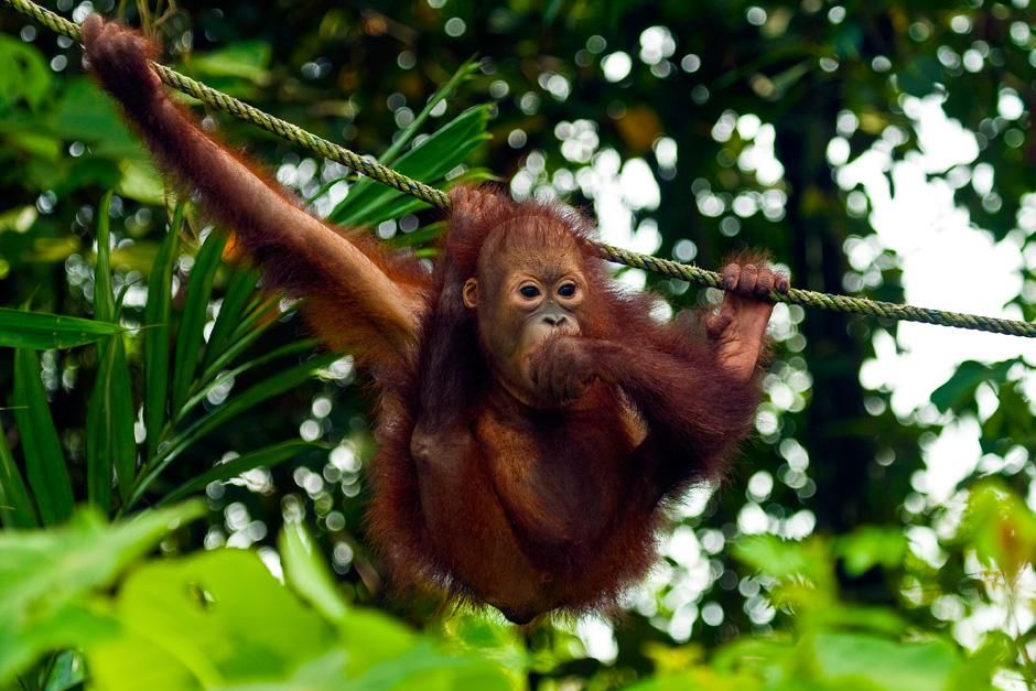 Baby orangutan hanging out on a rope. This image is from Finas Fund. [Photo of the day - October 2012]