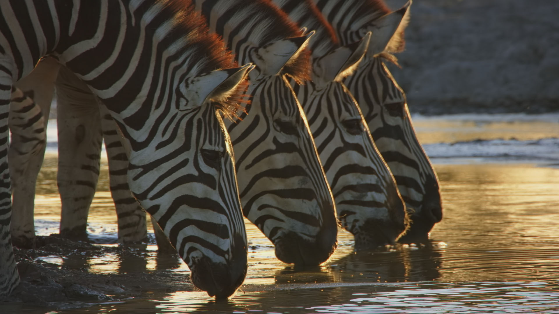 Zebras at a water hole. This is from Savage Kingdom [Photo of the day - December 2023]