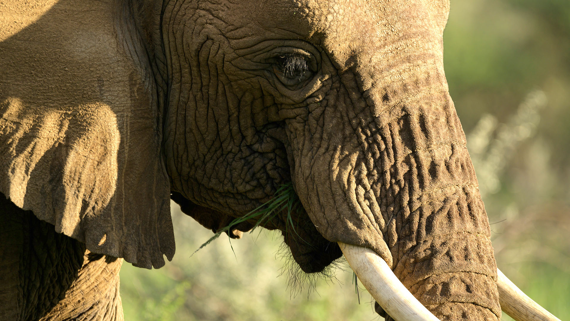 Close up of Thandi. This is from Growing Up Animal. [Photo of the day - January 2024]