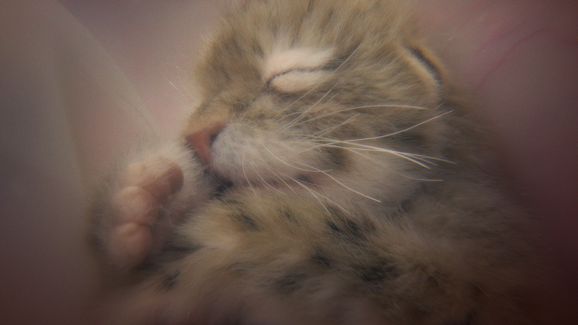 Studio depiction of Issa curled up in-utero. This is from Growing Up Animal. [Photo of the day - January 2024]