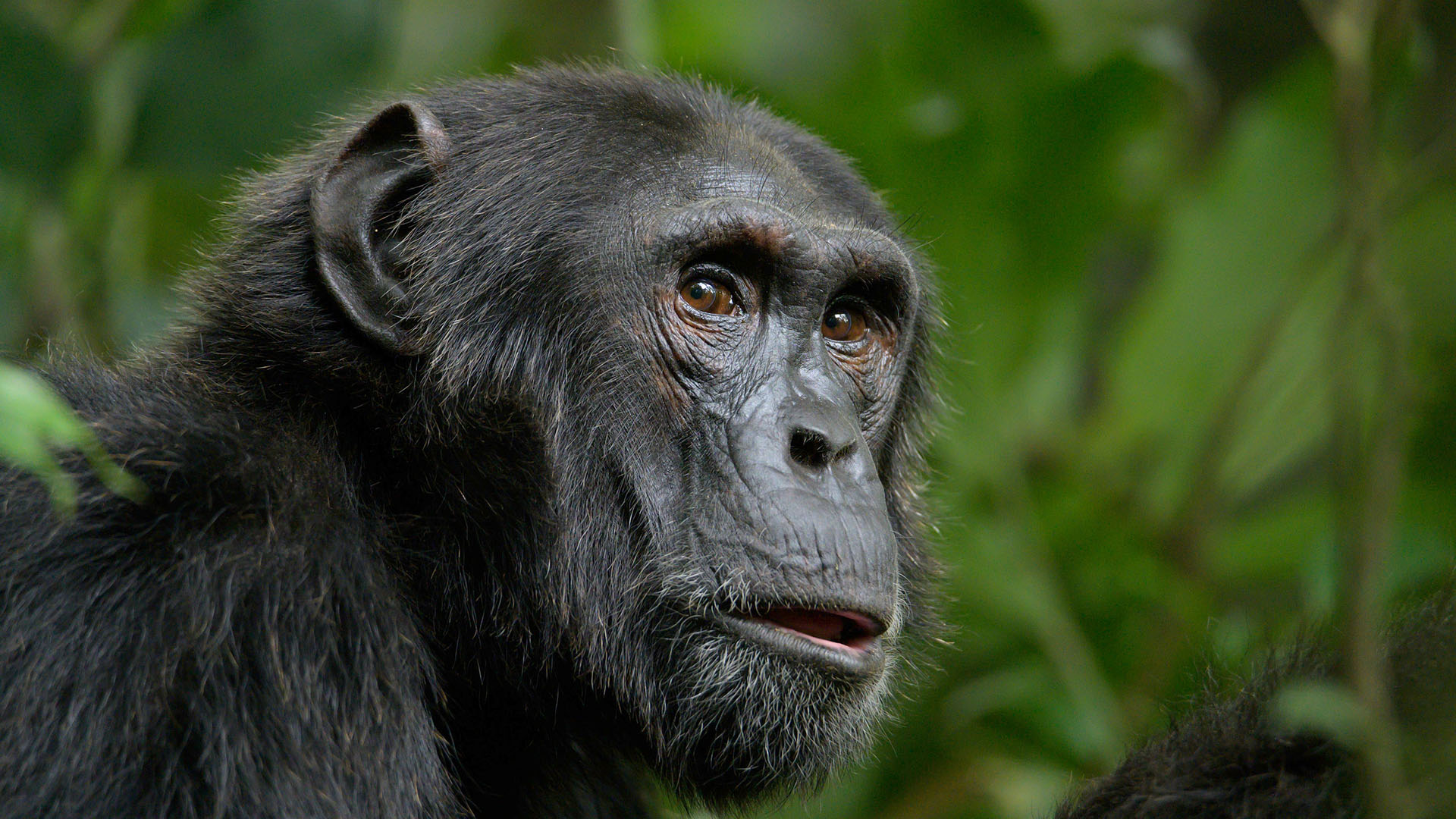 A chimp in the forest. This is from Growing Up Animal. [Photo of the day - January 2024]