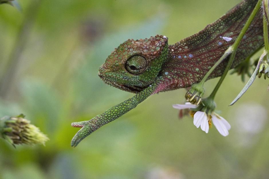 A chameleon reaching for a snack, Moka. Mauritius. [Photo of the day - September 2011]