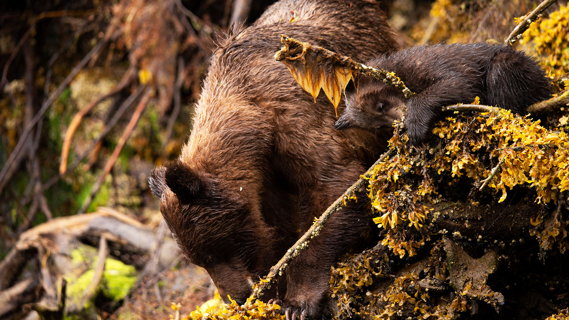 Fern with cub Joey eating seaweed from tree bark. This is from Growing Up Animal. [Photo of the day - January 2024]